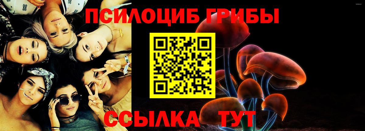 Галлюциногенные грибы Psilocybe Лесосибирск